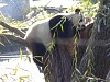 Pandas100.jpg