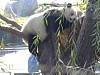 Pandas101.jpg