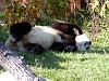 Pandas103.jpg