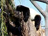 Pandas105.jpg