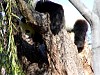 Pandas106.jpg