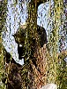 Pandas107.jpg