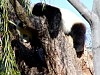 Pandas108.jpg
