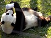 Pandas109.jpg