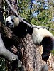 Pandas110.jpg