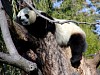 Pandas111.jpg