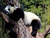 Pandas112.jpg