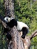 Pandas113.jpg