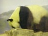 Pandas116.jpg