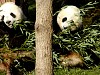 Pandas11.jpg