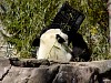 Pandas122.jpg