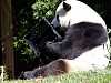 Pandas124.jpg