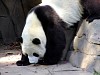 Pandas126.jpg