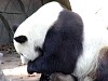 Pandas128.jpg