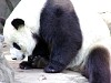 Pandas129.jpg