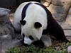 Pandas131.jpg