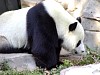 Pandas133.jpg