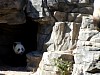 Pandas160.jpg