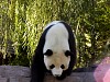 Pandas164.jpg
