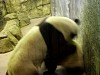 Pandas190.jpg