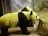 Pandas193.jpg