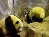 Pandas195.jpg