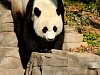 Pandas19.jpg