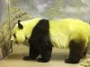 Pandas201.jpg