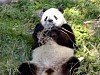 Pandas205.jpg