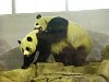 Pandas206.jpg