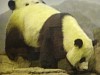 Pandas207.jpg