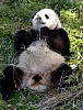 Pandas208.jpg