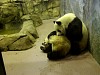 Pandas209.jpg