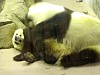 Pandas211.jpg