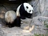 Pandas212.jpg