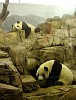 Pandas214.jpg