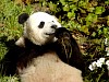 Pandas215.jpg