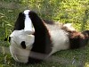 Pandas219.jpg