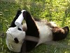 Pandas221.jpg