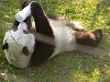 Pandas222.jpg