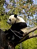 Pandas245.jpg