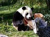 Pandas257.jpg