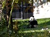 Pandas258.jpg