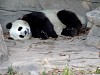 Pandas28.jpg