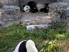 Pandas29.jpg