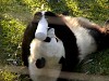 Pandas2.jpg