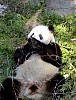 Pandas31.jpg