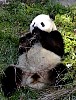 Pandas33.jpg