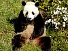 Pandas40.jpg