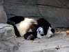 Pandas49.jpg
